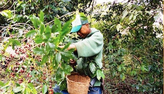 Cultivando café zapoteco