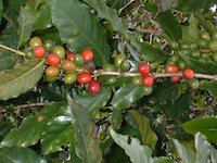 Granos de café zapoteco